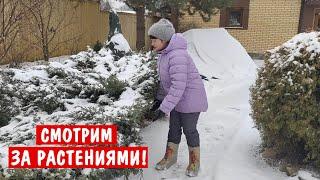 Уход за садом зимой. Не все так просто, как кажется!