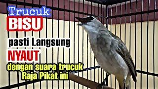 Suara pancingan trucukan agar ikut bunyi dan gacor