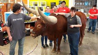 Texan Brings Huge Steer Named Oliver to Petco