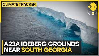 A23A Iceberg's Journey From Antarctica To South Georgia | WION Climate Tracker