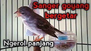 Sanger gacor ngerol sambil goyang geter ampuh untuk masteran burung sanger lain