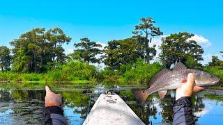 Why are THESE Fish in This FRESHWATER Swamp ( Catch and Cook )