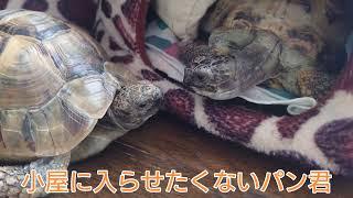 【亀のコミュニケーション】はどんなのか観察してみた！What is turtle communication?