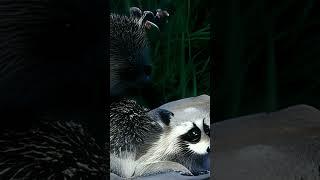 Raccoons and hedgehogs/Еноты и ежи