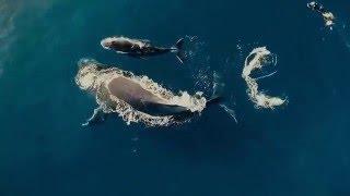 Breathtaking Drone Video of Réunion Island - Featured Creator Drone Visites