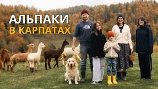 How a family moved from Kyiv to the Carpathians and is building an alpaca farm (English subtitles)