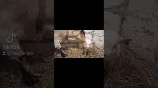 New born Baby goat, Goat farm, Iedut, #funnyvideo, #Dwarf, #goat, #baby