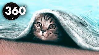 Chill-out Cats!  Chillhop / Mind Chill 360