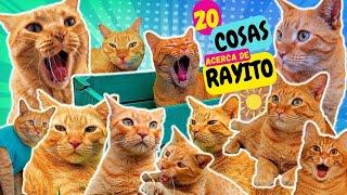 20 CURIOSIDADES y Secretillos de Gato RAYITO de SOL!