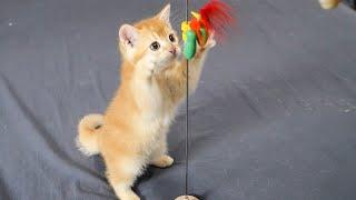 Played woodpecker toys for two kittens today, they really like it.