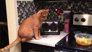 Cat meets toaster