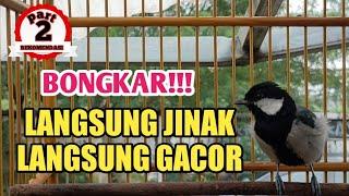 CARA MENJINAKAN BURUNG GLATIK YANG SANGAT GIRAS