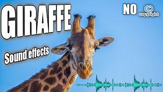 Giraffe sound, giraffe eating, giraffe screaming, giraffe calling friend, giraffe sound no copyright