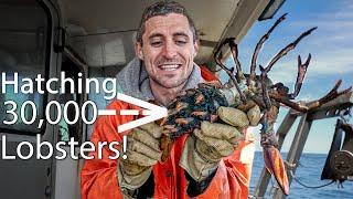 Saving 30,000 Baby Lobsters!