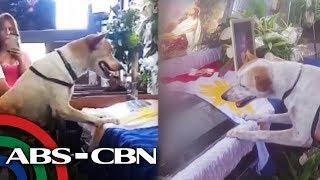 Hachiko ng Pinas | Rated K