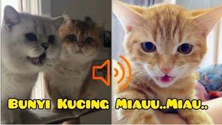 Bunyi Bunyi Kucing yang Comel | Miauu...Miauu