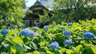 VLOG秋田のあじさい寺に行ってきた【雲昌寺/男鹿】