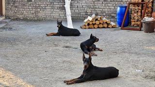 #doberman dog official vopari #dog #rotwieler #doglover #pets #musicsty #dog#erupan doberman vopari