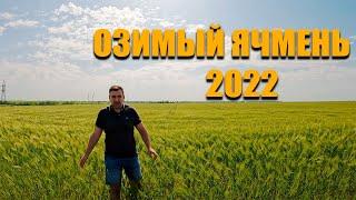 Озимый ячмень. Эксперименты 2022, нормы высева, азотное питание, сорняки, болезни, уборка, обработка