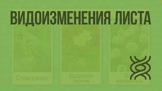 Видоизменения листа. Видеоурок по биологии 5 класс