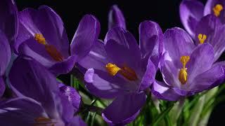 Flowers of saffron blooming on black background - Free Stock Footage 4K Video