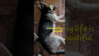 life is beautiful when in dreams #dogies #doggydays #pets #cat #germanshepherd #doglover