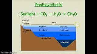 Primary Production