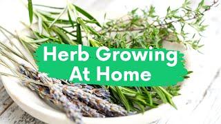 Herb growing at home indoors, outdoors, light kit, pot & guide