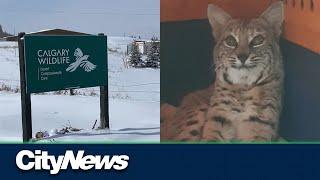 Calgary bobcat ‘Bobbi’ on the road to recovery