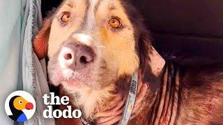 Stray Dog Chooses His Family By Jumping Into Their Car  | The Dodo