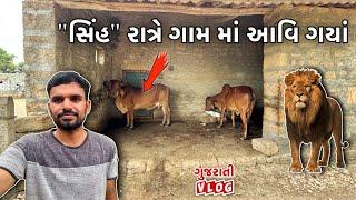 ગય રાત્રે “સિંહ” ગામ વચ્ચે આવી ગયાં| ગાયું ની “રક્ષા” માટે