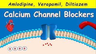 Calcium Channel Blockers - Amlodipine, Verapamil, Diltiazem