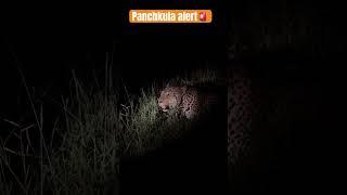 Panchkula alert  #tigerinpanchkula #viralvideo #ytshorts #lepord #safetyalert