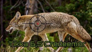 Hunting in the afternoon!! Thirty-six Coyotes Knocked Out By Credemoor Tikka 6.5