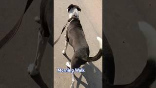 ️️ #pets #world #morning #walk #walk #and #talk #dog #video