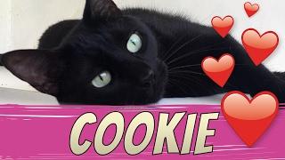 Cookie, sorte numa Sexta-Feira 13! | Gatinhos da Isa