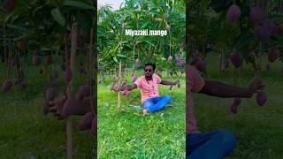 Miyazaki Mango farming successful India