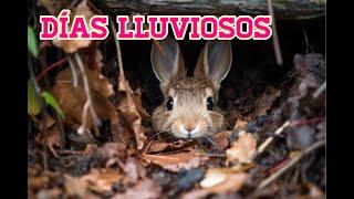 CUIDADOS de un CONEJO en INVIERNO