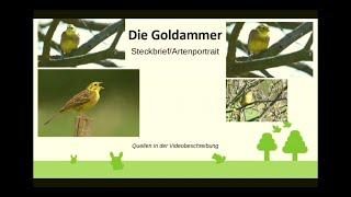 Goldammer Steckbrief/Artenportrait