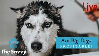 Are Big Dogs Profitable?
