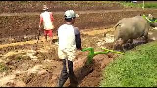 bajak sawah pake kerbau