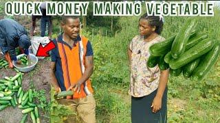 How To Make GH¢ 40,000 Every Two Months From Cucumber Farming | Frenat Farms