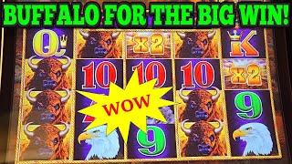 WOW! BIG BUFFALO LINE HIT on BUFFALO LINK SLOT | Las Vegas Slots #casino #slots #lasvegas #gambling