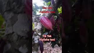 Tik Tok Alpilaha tani menjual alat pangkas Cacao/Coklat di propil tik tok Showcase.