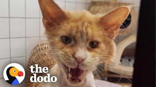 Cat Has A Transformation Of A Lifetime And Couldn't Be More Grateful | The Dodo Foster Diaries