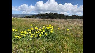 Coastal Plant Habitats- Junior Land Stewards Virtual Environmental Science (Session 3)