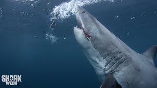 The Top 30 Sharks of Shark Week