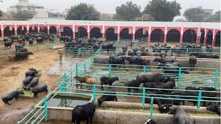 Full Farm visit of Doggar Cattle Farm of Haji Shaukat Doggar of Multan #buffalo #farming #cow