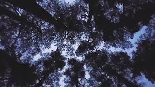 Shaking Trees Background Video  |  Free Background Video  |  Tronic DJ House