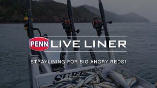 PENN Live Liner | Straylining For Big Angry Reds!